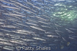 Huge school of Baracuda at the end of the dive, shallow f... by Patty Shales 
